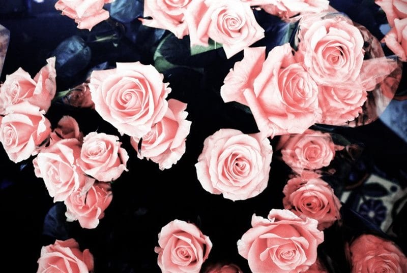 Картинки розовые розы (100 фото) #33