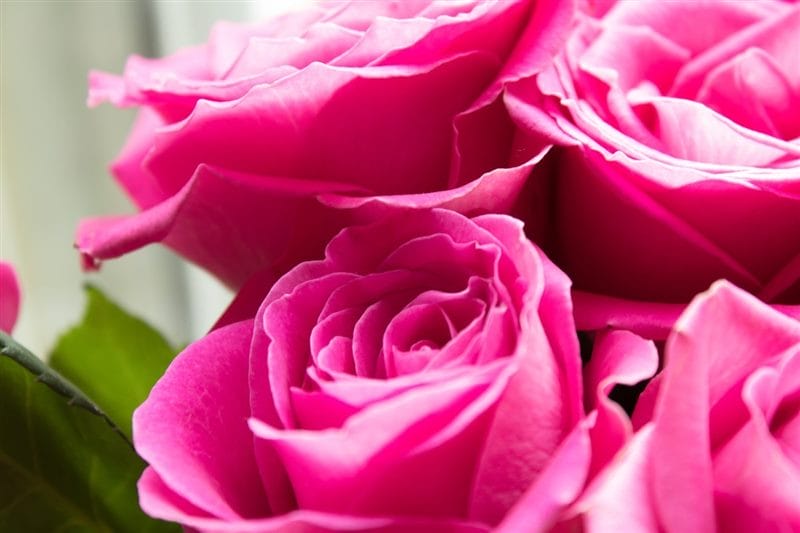 Картинки розовые розы (100 фото) #76