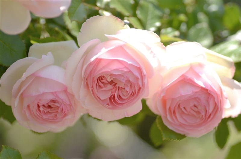 Картинки розовые розы (100 фото) #91