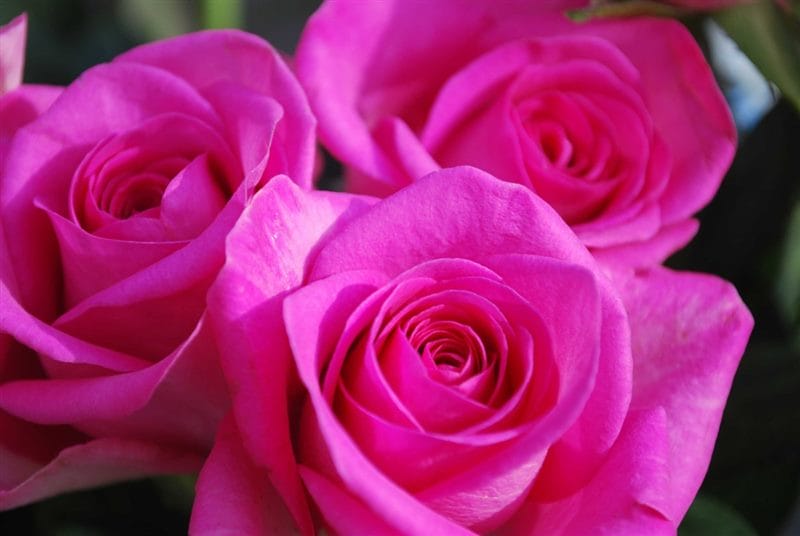Картинки розовые розы (100 фото) #78