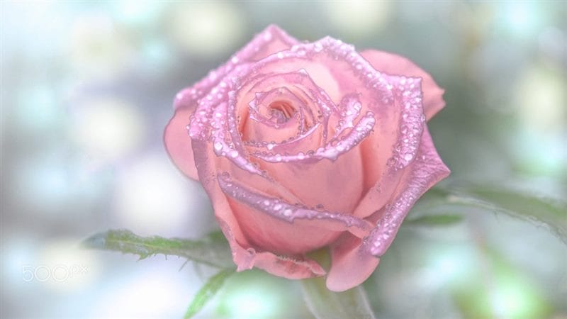 Картинки розовые розы (100 фото) #95