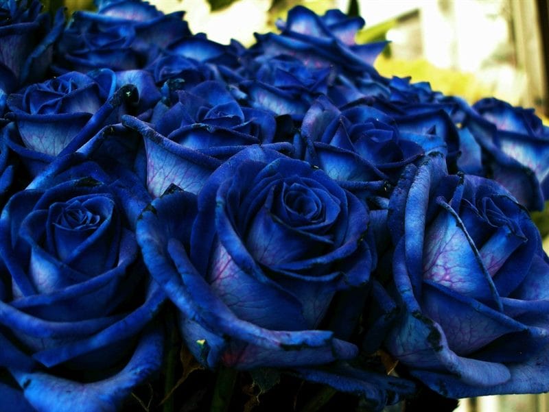 Картинки синие розы (100 фото) #25