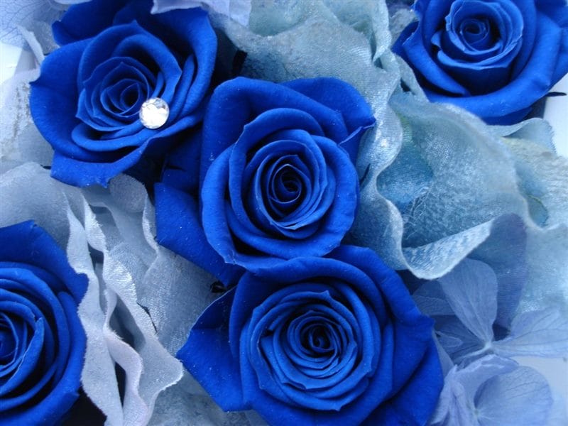 Картинки синие розы (100 фото) #19