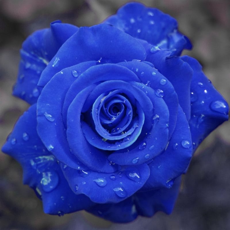 Картинки синие розы (100 фото) #55