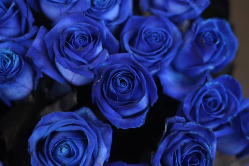Картинки синие розы (100 фото) #74