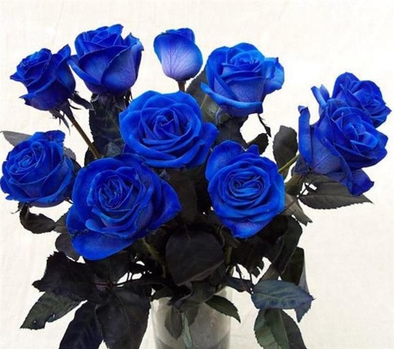 Картинки синие розы (100 фото) #44