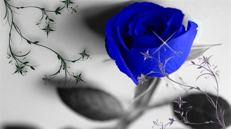 Картинки синие розы (100 фото) #81