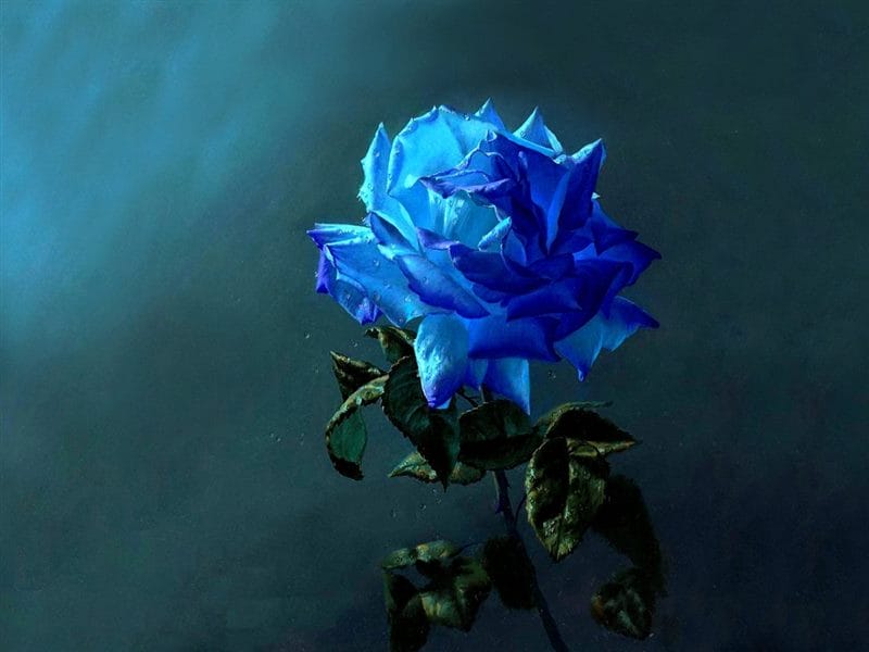 Картинки синие розы (100 фото) #62