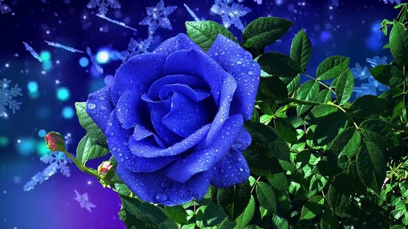 Картинки синие розы (100 фото) #18
