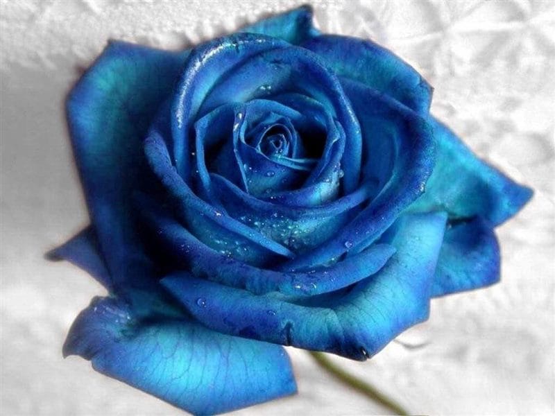 Картинки синие розы (100 фото) #48