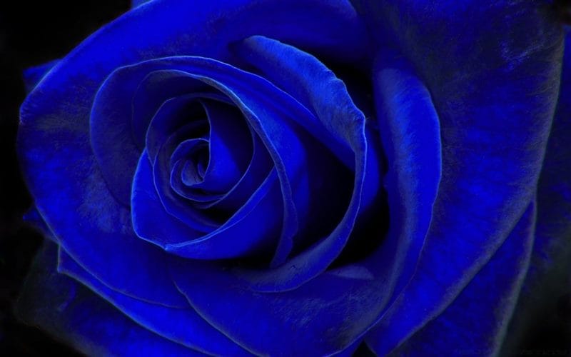 Картинки синие розы (100 фото) #91