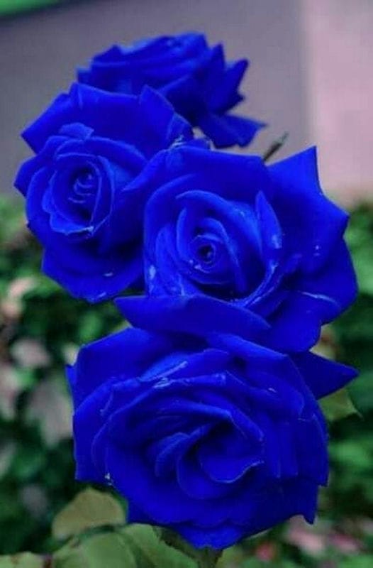 Картинки синие розы (100 фото) #95