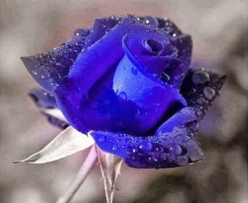 Картинки синие розы (100 фото) #70
