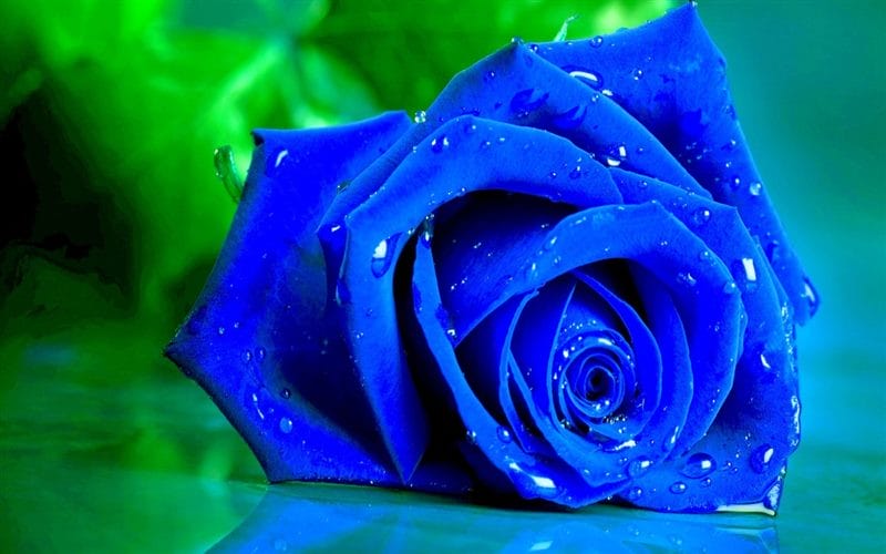 Картинки синие розы (100 фото) #56
