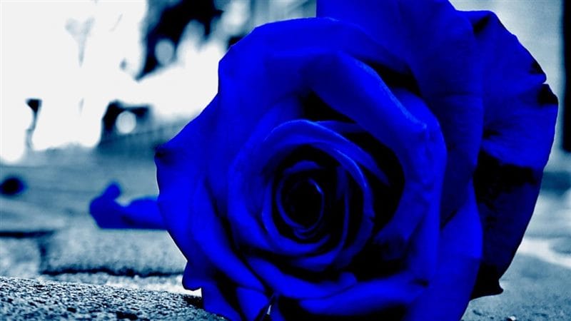 Картинки синие розы (100 фото) #92