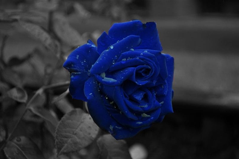 Картинки синие розы (100 фото) #94