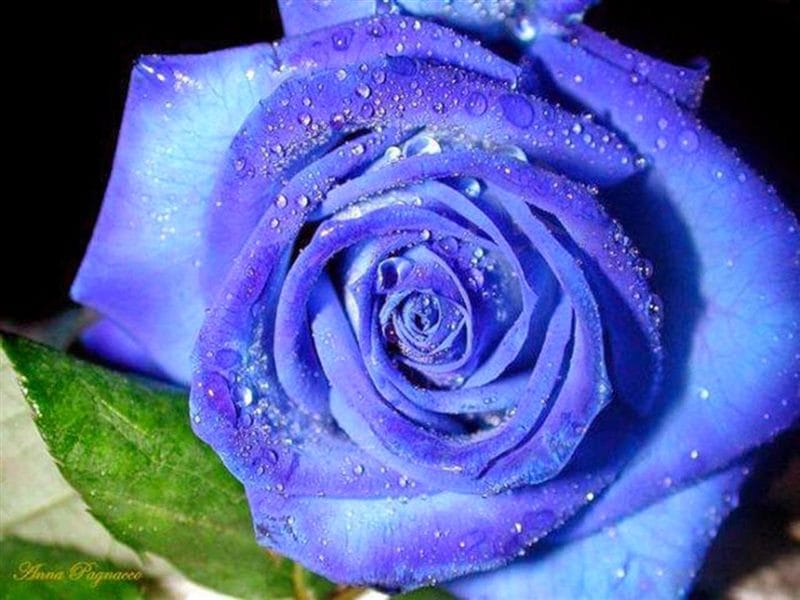 Картинки синие розы (100 фото) #85