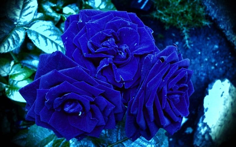 Картинки синие розы (100 фото) #29
