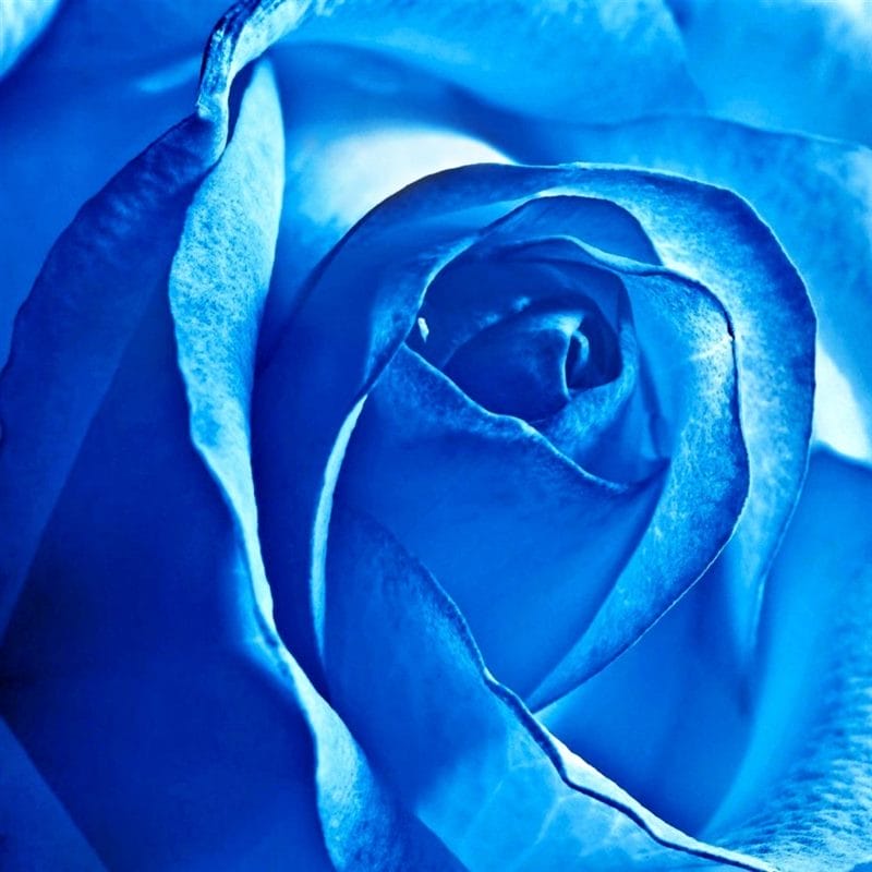 Картинки синие розы (100 фото) #54
