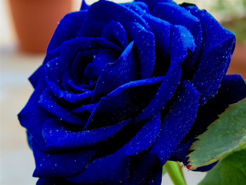 Картинки синие розы (100 фото) #60