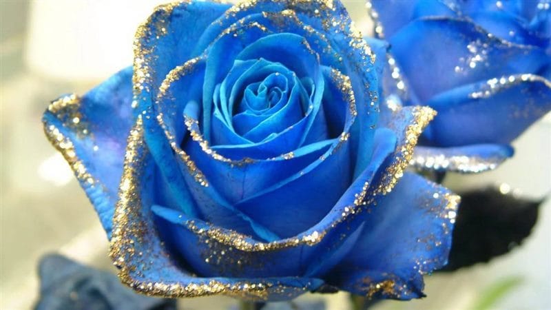 Картинки синие розы (100 фото) #61