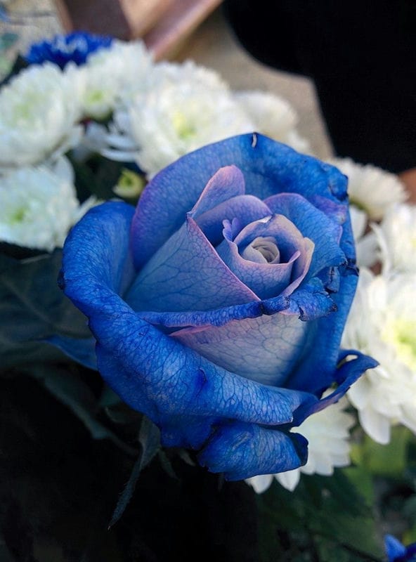 Картинки синие розы (100 фото) #21