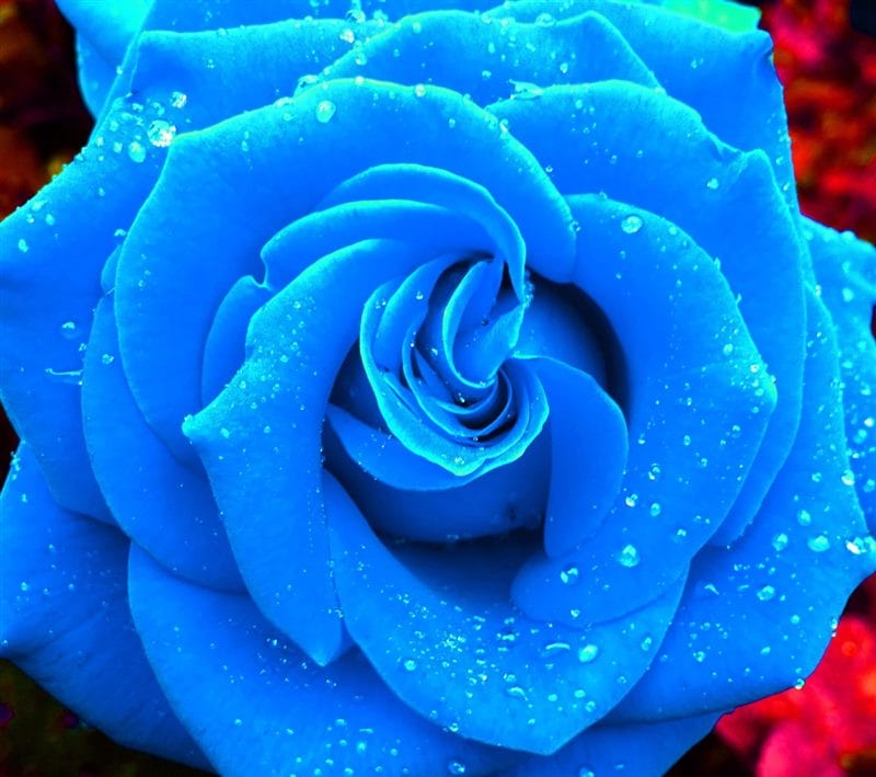 Картинки синие розы (100 фото) #26