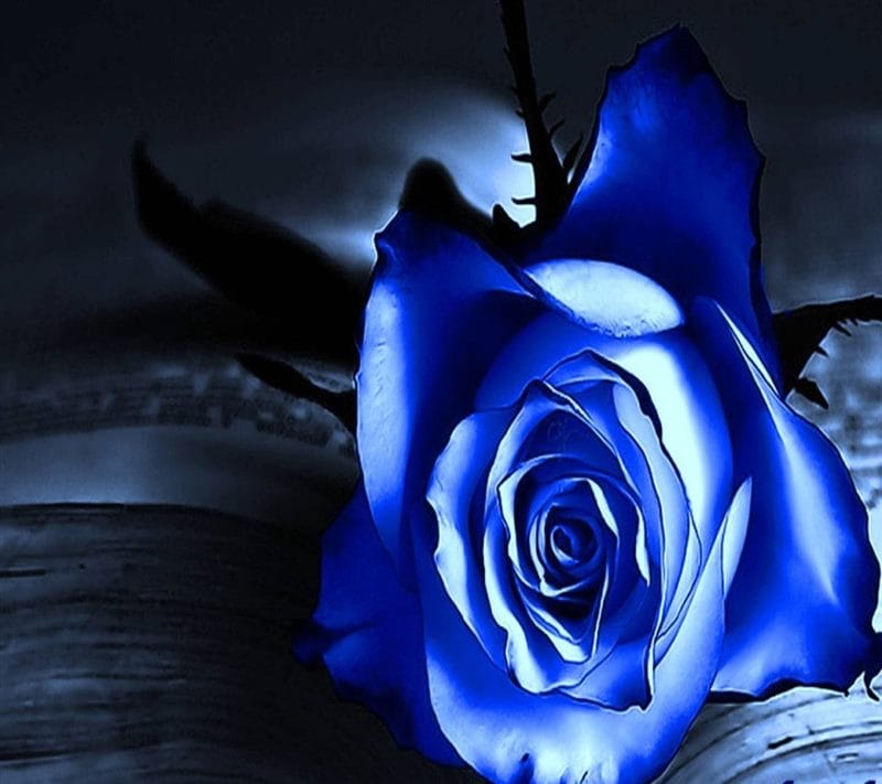 Картинки синие розы (100 фото) #53