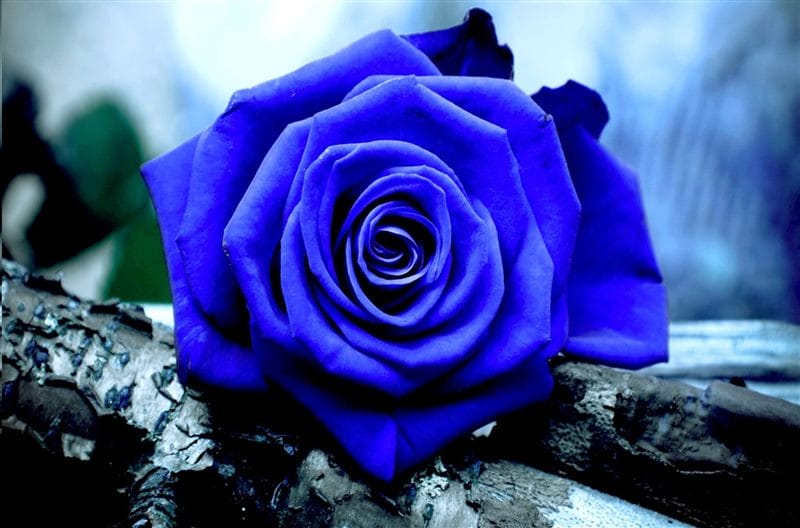Картинки синие розы (100 фото) #8
