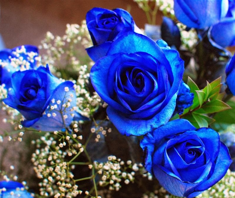 Картинки синие розы (100 фото) #14