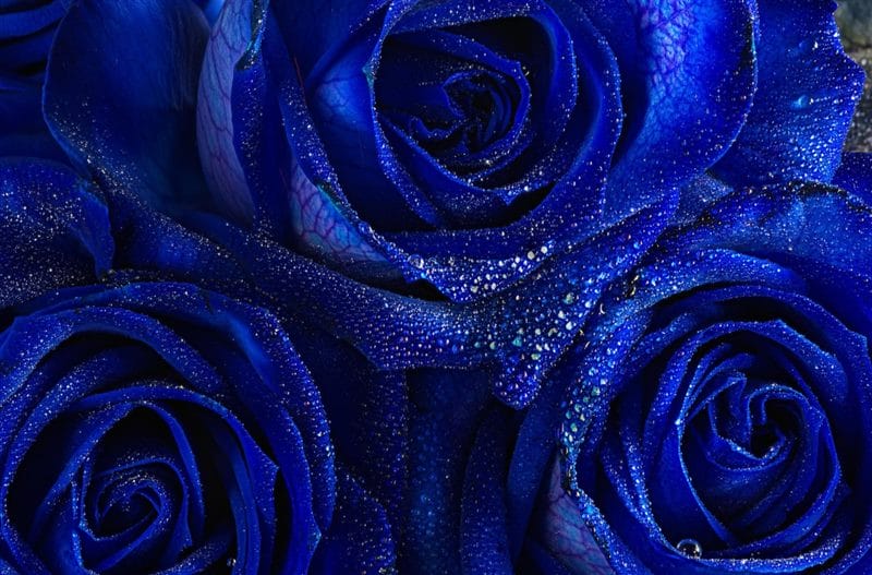 Картинки синие розы (100 фото) #12