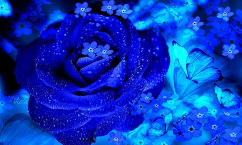 Картинки синие розы (100 фото) #36