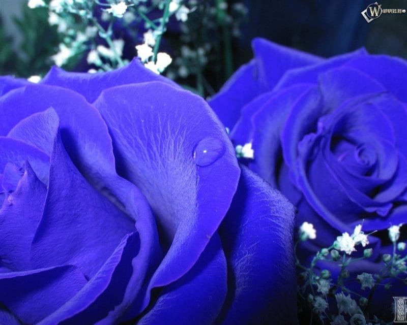 Картинки синие розы (100 фото) #63