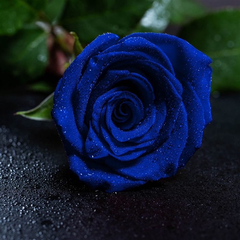 Картинки синие розы (100 фото) #16