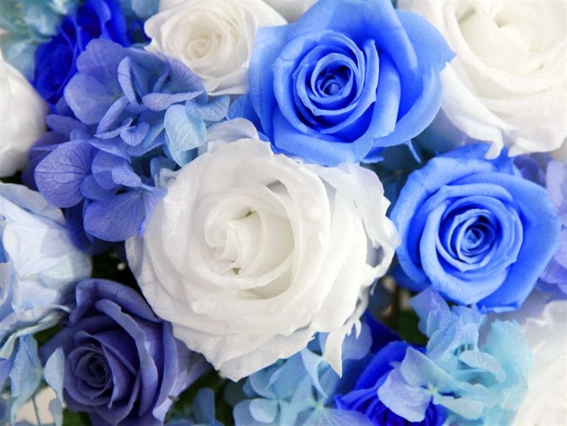 Картинки синие розы (100 фото) #83