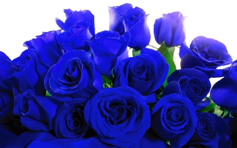 Картинки синие розы (100 фото) #3