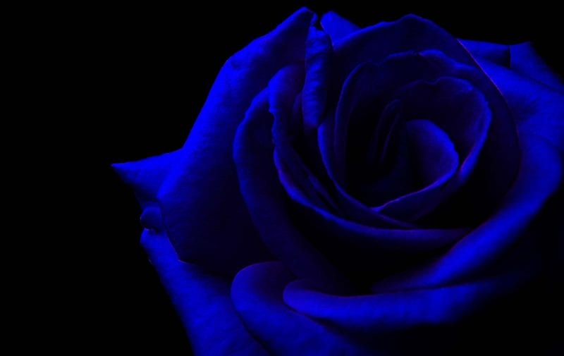 Картинки синие розы (100 фото) #82