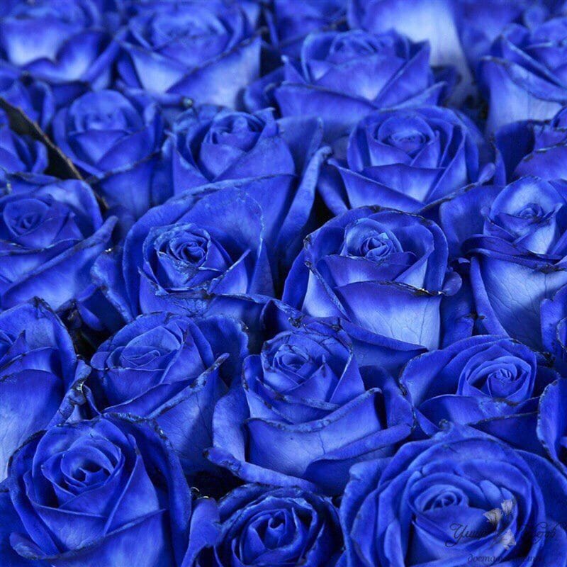 Картинки синие розы (100 фото) #5