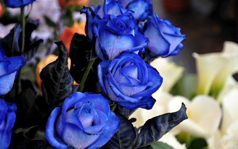 Картинки синие розы (100 фото) #47