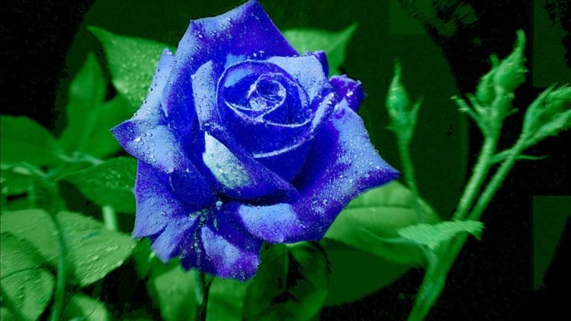Картинки синие розы (100 фото) #46