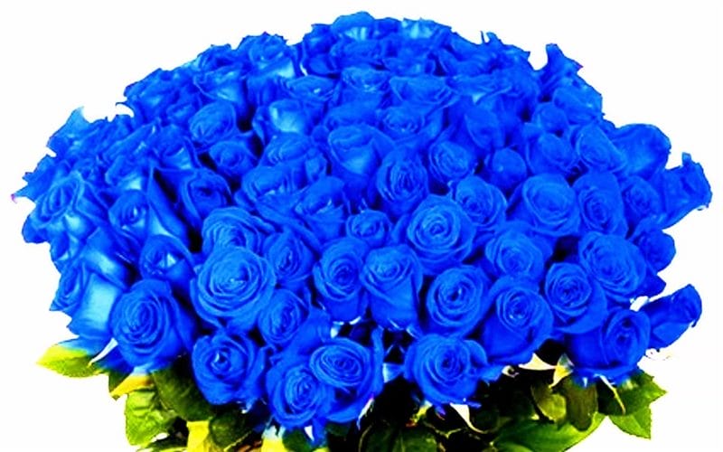 Картинки синие розы (100 фото) #39