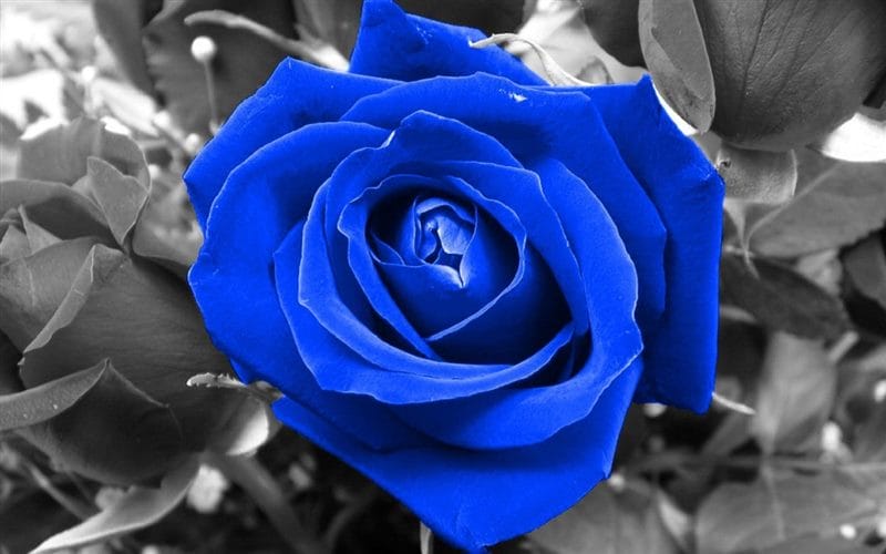 Картинки синие розы (100 фото) #64