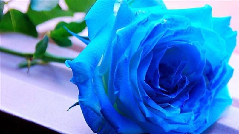 Картинки синие розы (100 фото) #90