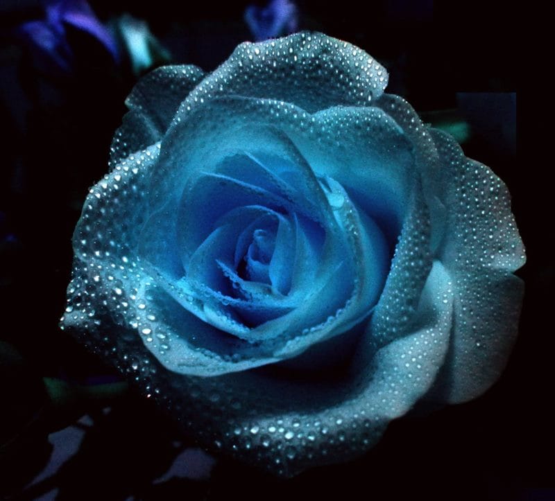 Картинки синие розы (100 фото) #28