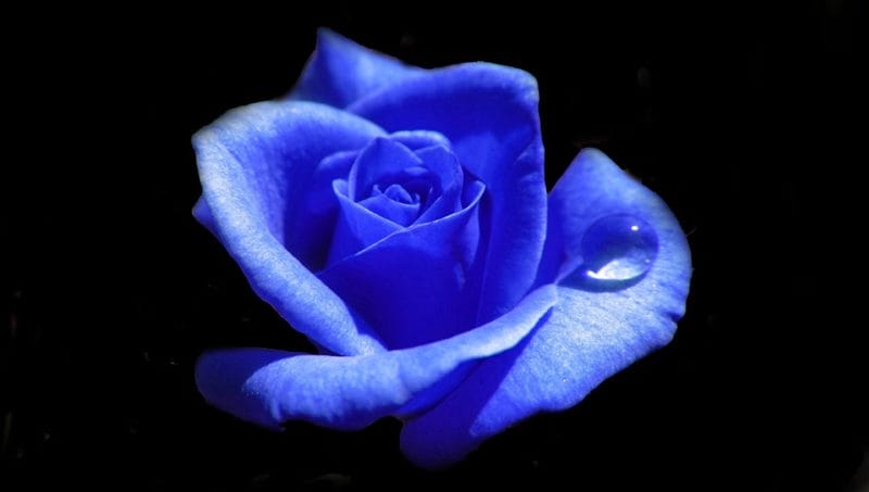 Картинки синие розы (100 фото) #99