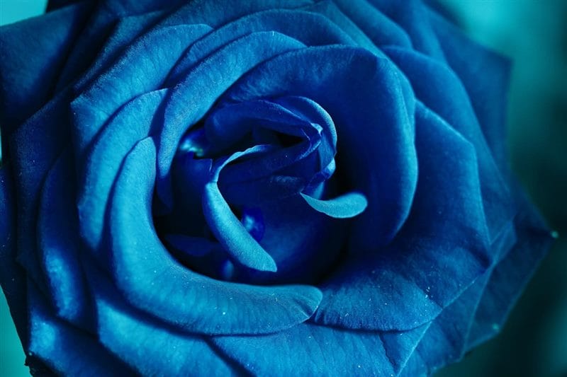 Картинки синие розы (100 фото) #59