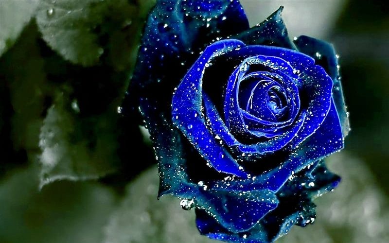 Картинки синие розы (100 фото) #31