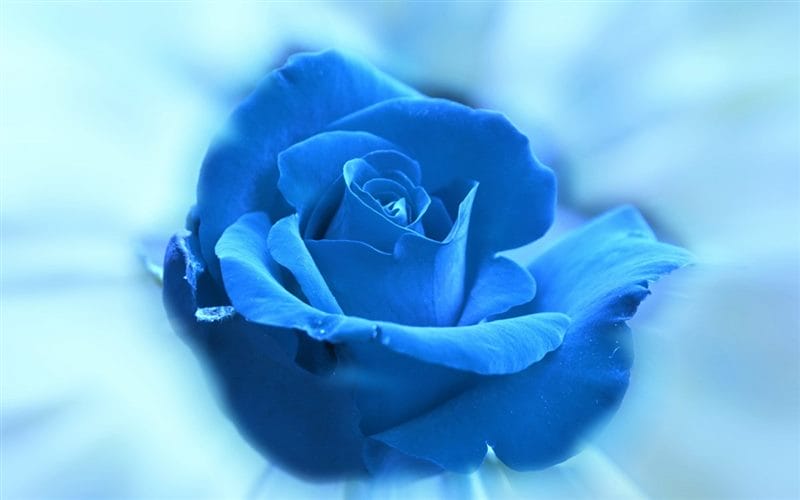 Картинки синие розы (100 фото) #96
