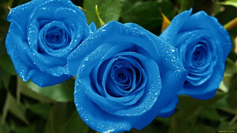 Картинки синие розы (100 фото) #66