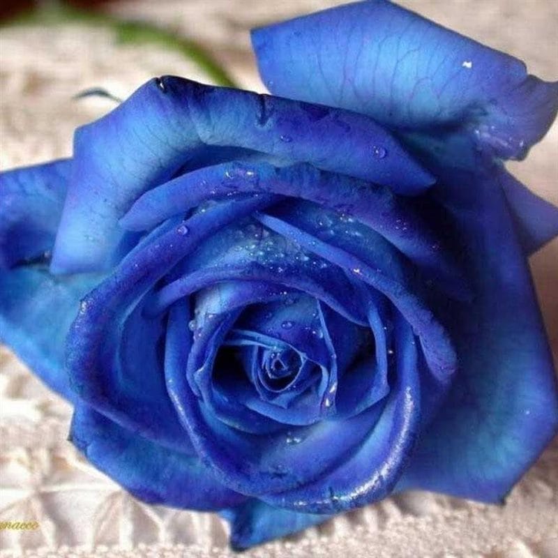 Картинки синие розы (100 фото) #68